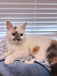 Khahli - Domestic Shorthair Mix cat available for adoption in Nova Scotia