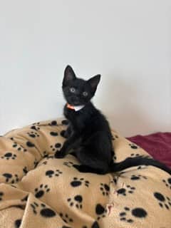 Haroon - Domestic Shorthair Mix cat available for adoption at Nova Scotia SPCA in Halifax