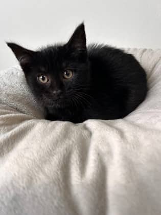 Judith - Domestic Shorthair Mix cat available for adoption at Nova Scotia SPCA in Halifax