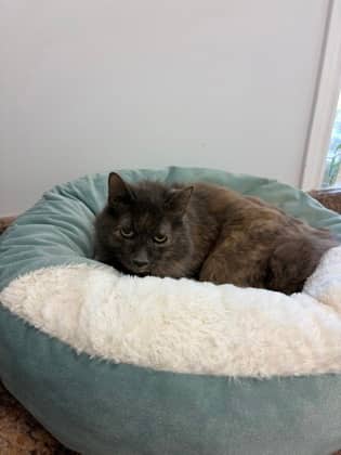 Winter - Domestic Shorthair Mix available for adoption