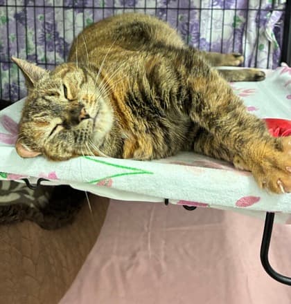 Arianna - Domestic Shorthair Mix cat available for adoption in Calgary