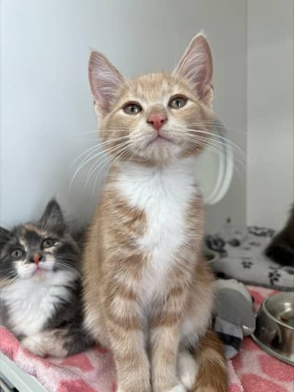 Neko - Domestic Shorthair Mix cat available for adoption in Nova Scotia