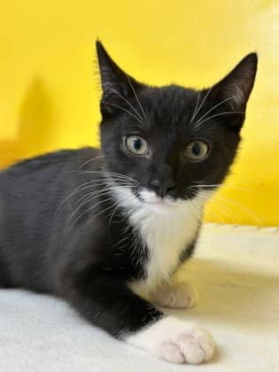 Ogopogo - Domestic Shorthair Mix available for adoption