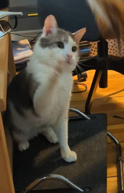 Virgil bonded to Dyson - Domestic Shorthair Mix cat available for adoption at Nova Scotia SPCA in Halifax