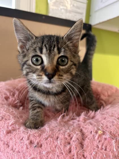 Thelma - Domestic Shorthair Mix cat available for adoption at Nova Scotia SPCA in Halifax