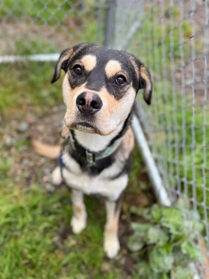 Spike - Rottweiler Mix available for adoption in Nova Scotia