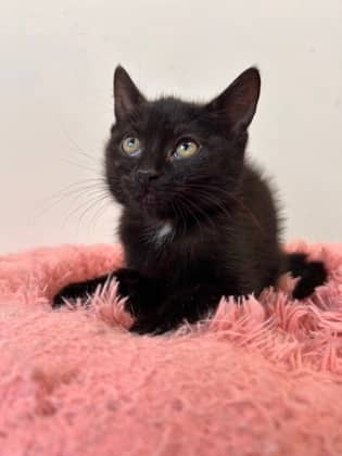 Anthony - Domestic Shorthair Mix cat available for adoption at Nova Scotia SPCA in Halifax