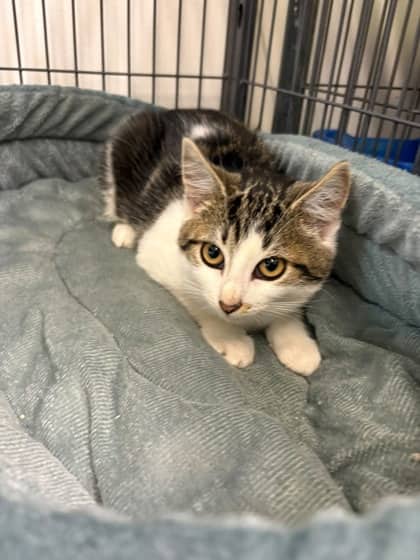 Briar - Domestic Shorthair Mix cat available for adoption at Nova Scotia SPCA in Halifax