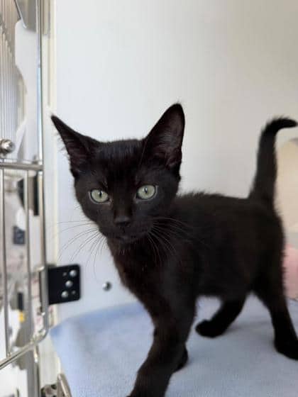 Corn on the Cob - Domestic Shorthair Mix cat available for adoption in Nova Scotia
