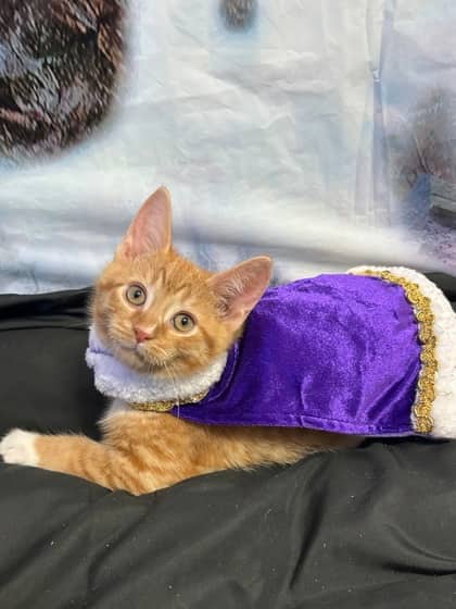 Chandler - Domestic Medium Hair Mix cat available for adoption at Nova Scotia SPCA in Halifax