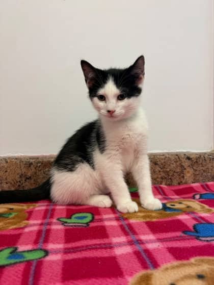 Eugene - Domestic Shorthair Mix available for adoption