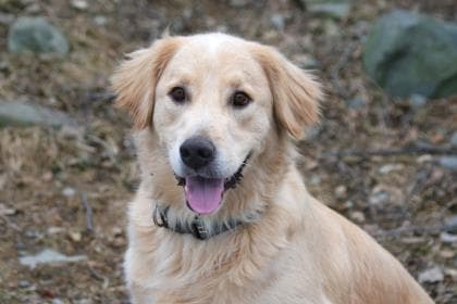 Obi - Retriever, Golden Mix available for adoption