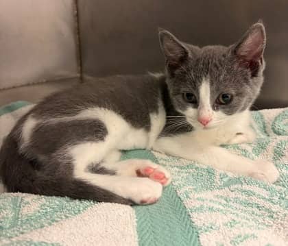 Eeyore - Domestic Medium Hair Mix cat available for adoption at Nova Scotia SPCA in Halifax