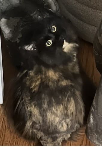 Bumblebear - Domestic Longhair Mix cat available for adoption in Calgary