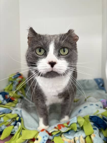 Lady Grey - Domestic Shorthair Mix available for adoption