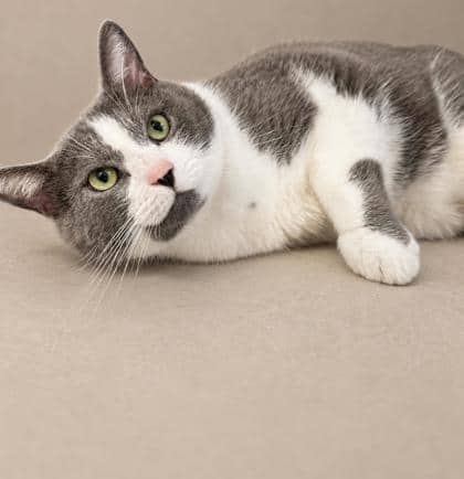 Charlie - Domestic Shorthair Mix available for adoption