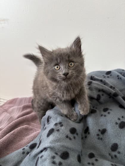 Phasma - Domestic Medium Hair Mix available for adoption