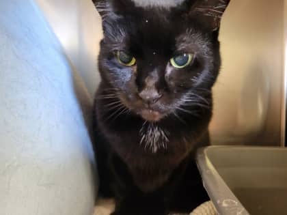 Luna - Domestic Shorthair Mix cat available for adoption at Nova Scotia SPCA in Halifax