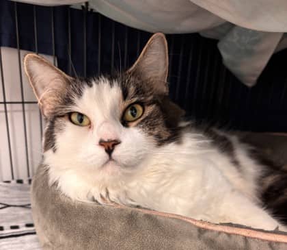 Willow - Domestic Medium Hair Mix cat available for adoption at Nova Scotia SPCA in Halifax