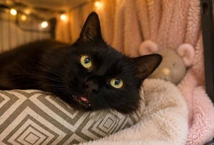 Atlas - Domestic Medium Hair Mix cat available for adoption in Nova Scotia