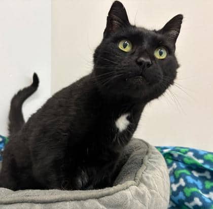Tom - Domestic Shorthair Mix cat available for adoption at Nova Scotia SPCA in Halifax
