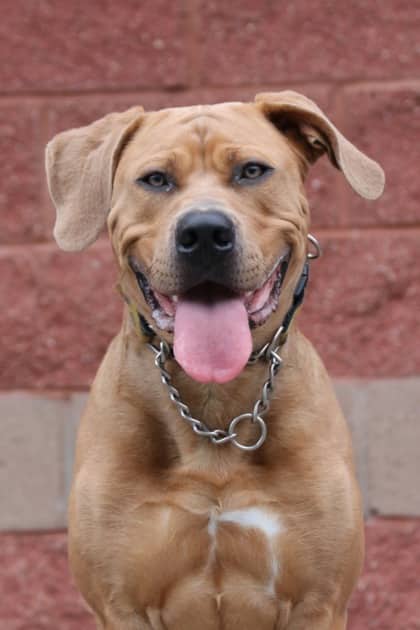 Boris - Mastiff Mix available for adoption
