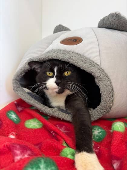 Professor Farnsworth - Domestic Shorthair Mix cat available for adoption at Nova Scotia SPCA in Halifax