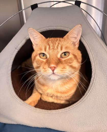 Sunny Dee - Domestic Shorthair Mix cat available for adoption at Nova Scotia SPCA in Halifax