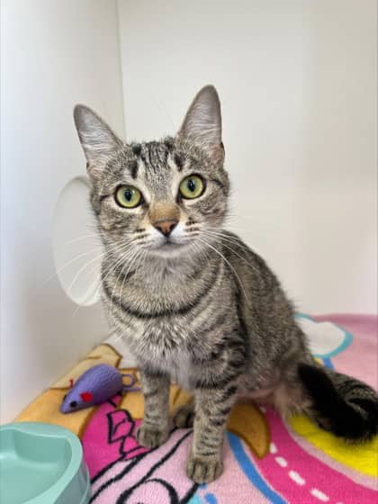 May - Domestic Shorthair Mix cat available for adoption at Nova Scotia SPCA in Halifax