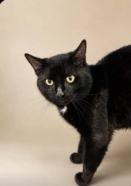 Moose - Domestic Shorthair Mix cat available for adoption in Nova Scotia