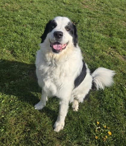Tiny - Great Pyrenees Mix available for adoption in Nova Scotia