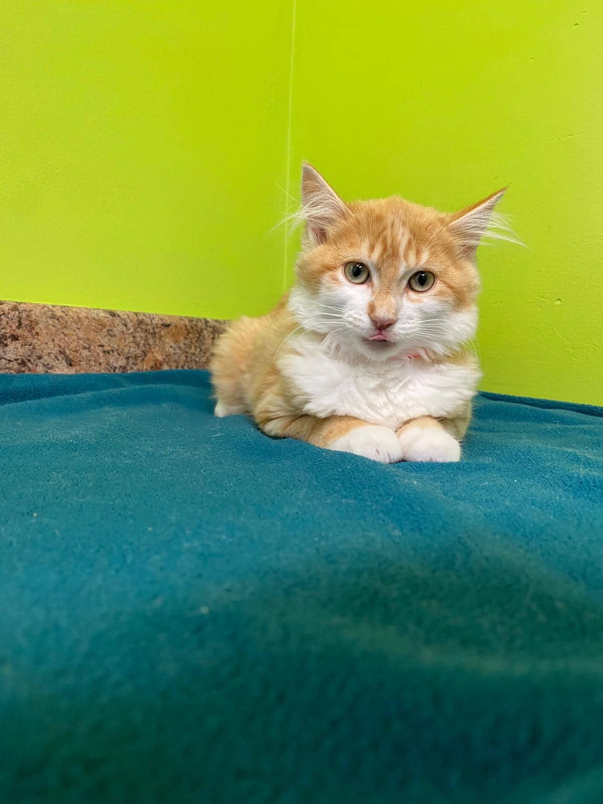 Habanero - Domestic Medium Hair Mix cat available for adoption at Nova Scotia SPCA in Halifax