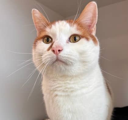 Rusty - Domestic Shorthair Mix available for adoption