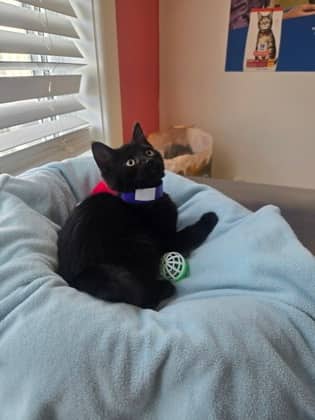 Grandmama - Domestic Shorthair Mix available for adoption