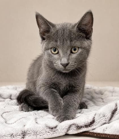 Kayce - Domestic Shorthair Mix available for adoption