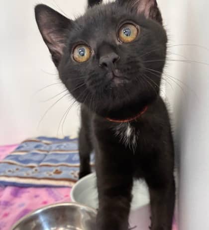 Moon Mist - Domestic Shorthair Mix cat available for adoption at Nova Scotia SPCA in Halifax