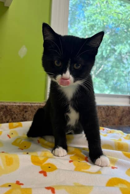 Allspice - Domestic Shorthair Mix available for adoption