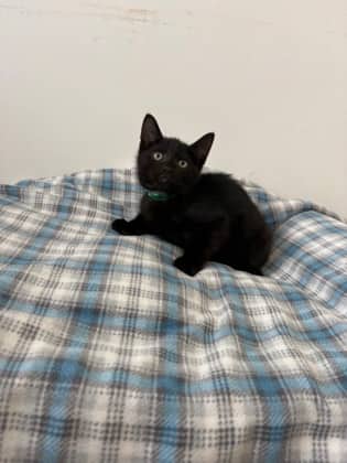 Cousin It - Domestic Shorthair Mix cat available for adoption at Nova Scotia SPCA in Halifax