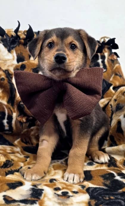 Sonic - German Shepherd Mix available for adoption in Nova Scotia