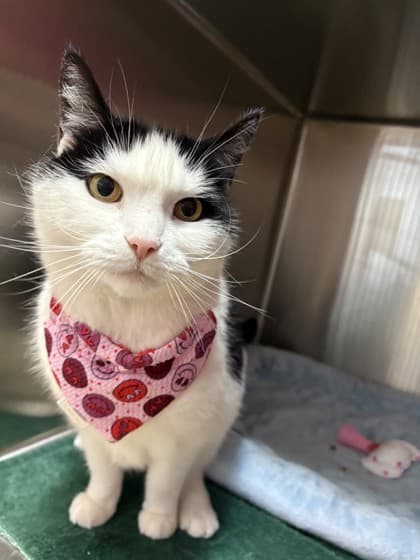 Missy - Domestic Shorthair Mix available for adoption