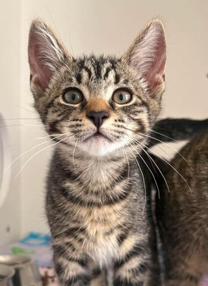 Void - Domestic Shorthair Mix cat available for adoption at Nova Scotia SPCA in Halifax