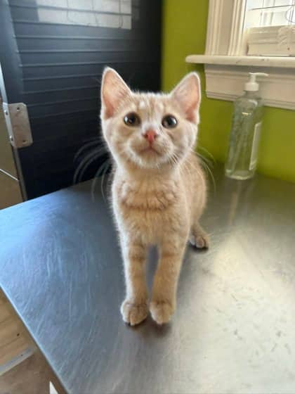 Cj - Domestic Shorthair Mix cat available for adoption at Nova Scotia SPCA in Halifax