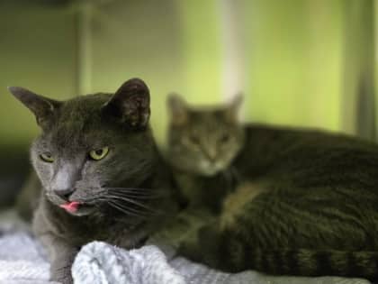 Diego *Bonded to Gigi - Domestic Shorthair Mix cat available for adoption at Nova Scotia SPCA in Halifax