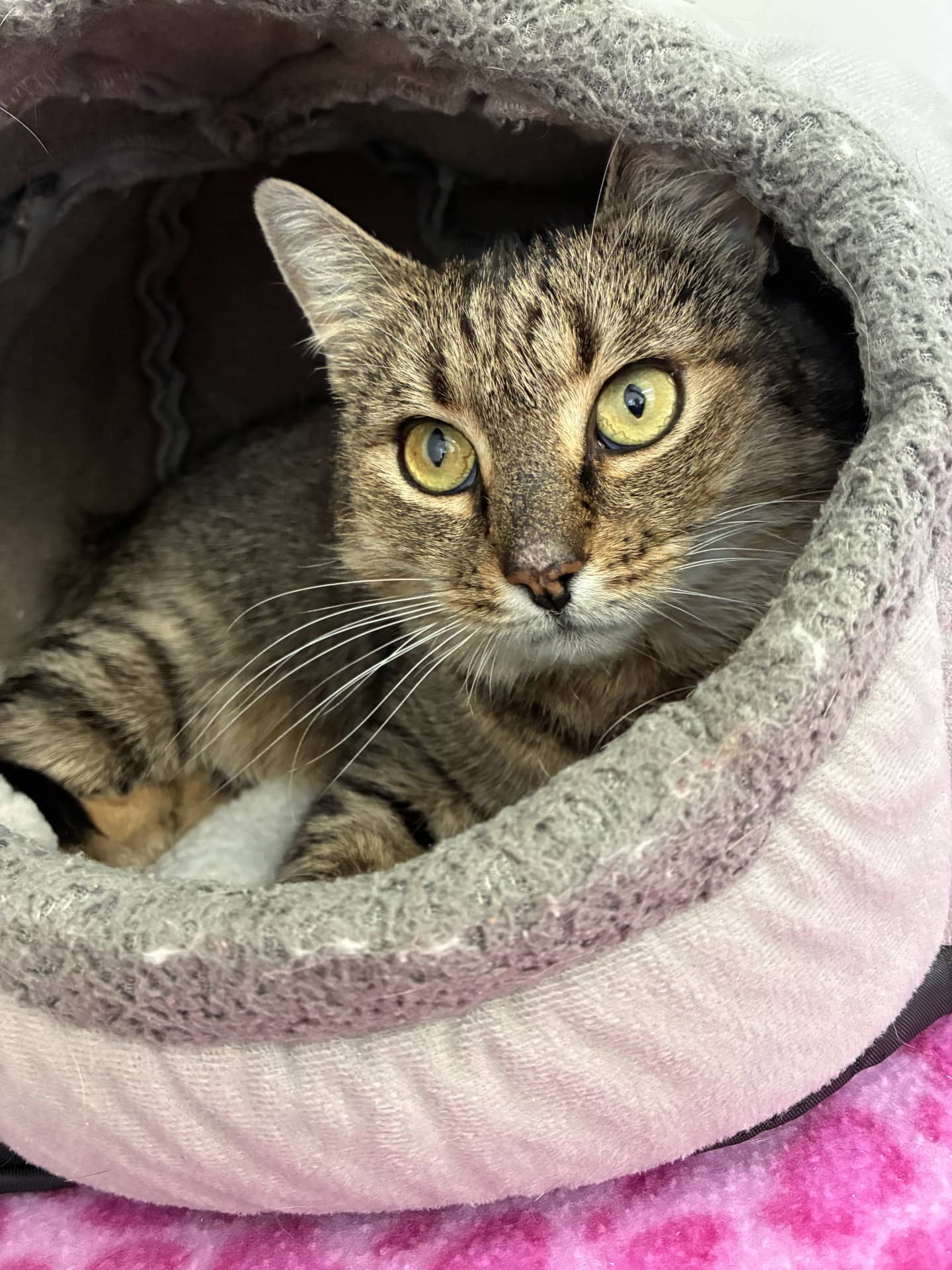 Kippy - Domestic Shorthair Mix available for adoption