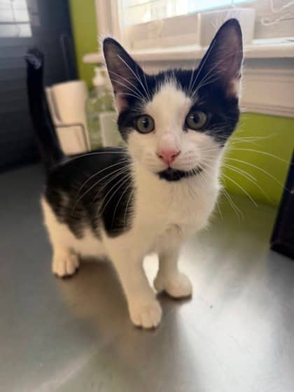 Scooby - Domestic Shorthair Mix cat available for adoption at Nova Scotia SPCA in Halifax