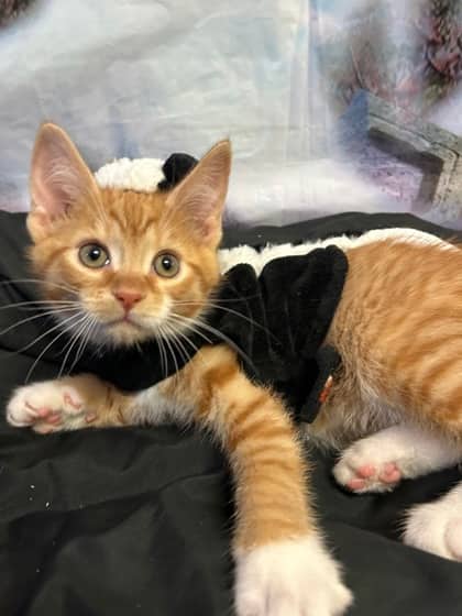 Joey - Domestic Medium Hair Mix cat available for adoption at Nova Scotia SPCA in Halifax