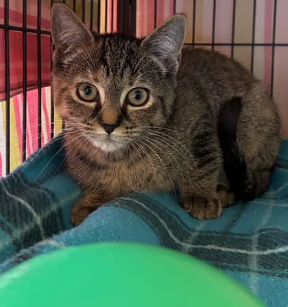 Tabitha - Domestic Shorthair Mix available for adoption