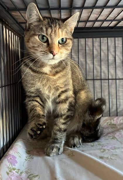 Rhea - Domestic Shorthair Mix available for adoption