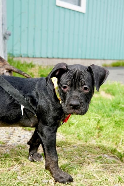 Kiwi - Mastiff Mix available for adoption at Nova Scotia SPCA in Halifax
