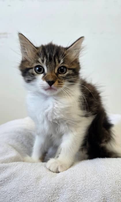 Pooh - Domestic Medium Hair Mix cat available for adoption at Nova Scotia SPCA in Halifax